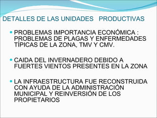 DETALLES DE LAS UNIDADES  PRODUCTIVAS PROBLEMAS IMPORTANCIA ECONÓMICA : PROBLEMAS DE PLAGAS Y ENFERMEDADES TÍPICAS DE LA ZONA, TMV Y CMV. CAIDA DEL INVERNADERO DEBIDO A FUERTES VIENTOS PRESENTES EN LA ZONA LA INFRAESTRUCTURA FUE RECONSTRUIDA CON AYUDA DE LA ADMINISTRACIÓN MUNICIPAL Y REINVERSIÓN DE LOS PROPIETARIOS 