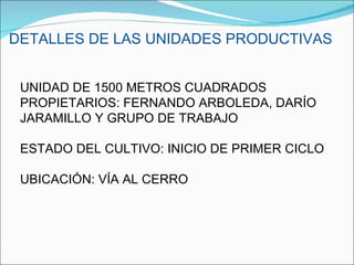 DETALLES DE LAS UNIDADES PRODUCTIVAS UNIDAD DE 1500 METROS CUADRADOS  PROPIETARIOS: FERNANDO ARBOLEDA, DARÍO JARAMILLO Y GRUPO DE TRABAJO ESTADO DEL CULTIVO: INICIO DE PRIMER CICLO UBICACIÓN: VÍA AL CERRO 