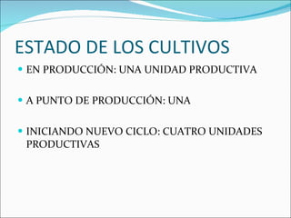 ESTADO DE LOS CULTIVOS EN PRODUCCIÓN: UNA UNIDAD PRODUCTIVA A PUNTO DE PRODUCCIÓN: UNA INICIANDO NUEVO CICLO: CUATRO UNIDADES PRODUCTIVAS 