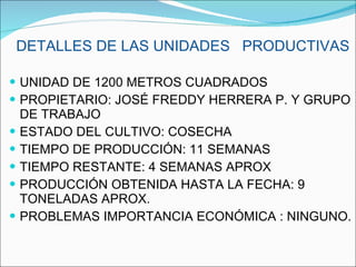 DETALLES DE LAS UNIDADES  PRODUCTIVAS UNIDAD DE 1200 METROS CUADRADOS PROPIETARIO: JOSÉ FREDDY HERRERA P. Y GRUPO DE TRABAJO ESTADO DEL CULTIVO: COSECHA  TIEMPO DE PRODUCCIÓN: 11 SEMANAS TIEMPO RESTANTE: 4 SEMANAS APROX PRODUCCIÓN OBTENIDA HASTA LA FECHA: 9 TONELADAS APROX. PROBLEMAS IMPORTANCIA ECONÓMICA : NINGUNO. 
