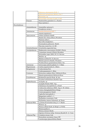 Habenaria odontopetala Rchb. f.
                                    Habenaria quinqueseta (Michx.) Sw.*
                                    Mormodes sp.
                                    Oeceoclades maculata (Lindl.) Lindl.
                 Poaceae            Hackelochloa granularis (L.) Kuntze
                                    Olyra latifolia L.
Dicotiledóneas
                 Amaranthaceae      Amaranthus spinosus L.
                                    Gomphrena serrata L.
                 Annonaceae         Annona holosericea Saff. *
                                    Annona squamosa L.
                 Apocynaceae        Echites tuxtlensis Standl.
                                    Mandevilla villosa (Miers) Woodson
                                    Plumeria rubra L.
                                    Rauvolfia tetraphylla L.
                                    Stemmadenia pubescens Benth.
                                    Thevetia ovata (Cav.) A. DC.
                 Aristolochiaceae   Aristolochia anguicida Jacq.
                 Asclepiadaceae     Blepharodon mucronatum (Schltdl.) Decne.
                                    Cynanchum rensonii (Pittier) Woodson
                                    Dictyanthus asper (Mill.) W. D. Stevens
                                    Matelea sp.
                                    Matelea ocellata W. D. Stevens
                                    Matelea quirosii (Standl.) Woodson
                                    Prosthecidiscus guatemalensis Donn. Sm.
                 Asteraceae         Sclerocarpus phyllocephalus S. F. Blake
                 Bignoniaceae       Cydista aequinoctialis (L.) Miers
                 Boraginaceae       Cordia dentata Poir.
                                    Cordia panamensis L. Riley
                 Cactaceae          Hylocereus undatus (Haw.) Britton & Rose
                                    Opuntia guatemalensis Britton & Rose
                 Cucurbitaceae      Rytidostylis gracilis Hook. & Arn.
                                    Sicydium tamnifolium (Kunth) Cogn.
                 Euphorbiaceae      Acalypha sp.
                                    Acalypha firmula Müll. Arg.
                                    Chamaesyce hyssopifolia (L.) Small
                                    Cnidoscolus tubulosus (Müll. Arg.) I. M. Johnst.
                                    Croton ciliatoglanduliferus Ortega
                                    Croton payaquensis Standl.
                                    Euphorbia heterophylla L.
                                    Margaritaria nobilis L. f.
                                    Phyllanthus acuminatus Vahl
                                    Phyllanthus amarus Schumach. & Thonn.
                 Fabaceae/Mim.      Lysiloma divaricatum (Jacq.) J. F. Macbr.
                                    Mimosa sp.
                                    Mimosa albida Humb. & Bonpl. ex Willd.
                                    Mimosa pudica L.
                                    Mimosa skinneri Benth.
                                    Zapoteca formosa subsp. formosa (Kunth) H. A. Crum
                 Fabaceae/Pap.      Crotalaria micans Link
                                    Desmodium uncinatum (Jacq.) DC
                                    Lonchocarpus phaseolifolius Benth.



                                                                                         36
 