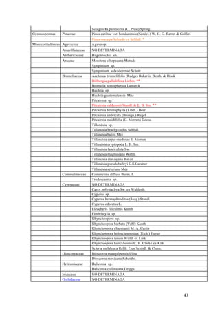 Selaginella pallescens (C. Presl) Spring
Gymnospermas    Pinaceae         Pinus caribae var. hondurensis (Sénécl.) W. H. G. Barret & Golfari
                                 Pinus oocarpa Schiede ex Schltdl. *
Monocotiledóneas Agavaceae       Agave sp.
                Amarillidaceae   NO DETERMINADA
                Anthericaceae    Hagenbachia sp.
                Araceae          Monstera siltepecana Matuda
                                 Syngonium sp.
                                 Syngonium salvadorense Schott
                Bromeliaceae     Aechmea bromelifolia (Rudge) Baker in Benth. & Hook
                                 Billbergia pallidiflora Liebm. **
                                 Bromelia hemispherica Lamarck
                                 Hechtia sp.
                                 Hechtia guatemalensis Mez
                                 Pitcairnia sp.
                                 Pitcairnia calderonii Standl. & L. B. Sm. **
                                 Pitcairnia heterophylla (Lindl.) Beer
                                 Pitcairnia imbricata (Brongn.) Regel
                                 Pitcairnia maidifolia (C. Morren) Decne.
                                 Tillandsia sp.
                                 Tillandsia brachycaulos Schltdl.
                                 Tillandsia butzii Mez
                                 Tillandsia caput-medusae E. Morren
                                 Tillandsia cryptopoda L. B. Sm.
                                 Tillandsia fasciculata Sw.
                                 Tillandsia magnusiana Wittm.
                                 Tillandsia makoyana Baker
                                 Tillandsia pseudobaileyi C.S.Gardner
                                 Tillandsia seleriana Mez
                Commelinaceae    Commelina diffusa Burm. f.
                                 Tradescantia sp.
                Cyperaceae       NO DETERMINADA
                                 Carex polystachya Sw. ex Wahlenb.
                                 Cyperus sp.
                                 Cyperus hermaphroditus (Jacq.) Standl.
                                 Cyperus odoratus L.
                                 Eleocharis filiculmis Kunth
                                 Fimbristylis sp.
                                 Rhynchospora sp.
                                 Rhynchospora barbata (Vahl) Kunth
                                 Rhynchospora chapmanii M. A. Curtis
                                 Rhynchospora holoschoenoides (Rich.) Herter
                                 Rhynchospora tenuis Willd. ex Link
                                 Rhynchospora tuerckheimii C. B. Clarke ex Kük.
                                 Scleria melaleuca Rchb. f. ex Schltdl. & Cham.
                Dioscoreaceae    Dioscorea matagalpensis Uline
                                 Dioscorea mexicana Scheidw.
                Heliconiaceae    Heliconia sp.
                                 Heliconia collinsiana Griggs
                Iridaceae        NO DETERMINADA
                Orchidaceae      NO DETERMINADA



                                                                                              43
 