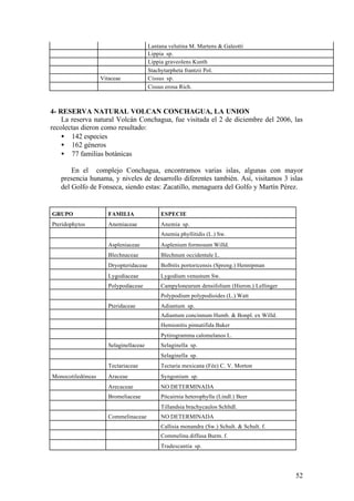 Lantana velutina M. Martens & Galeotti
                                        Lippia sp.
                                        Lippia graveolens Kunth
                                        Stachytarpheta frantzii Pol.
                   Vitaceae             Cissus sp.
                                        Cissus erosa Rich.



4- RESERVA NATURAL VOLCAN CONCHAGUA, LA UNION
    La reserva natural Volcán Conchagua, fue visitada el 2 de diciembre del 2006, las
recolectas dieron como resultado:
    • 142 especies
    • 162 géneros
    • 77 familias botánicas

       En el complejo Conchagua, encontramos varias islas, algunas con mayor
   presencia hunama, y niveles de desarrollo diferentes también. Así, visitamos 3 islas
   del Golfo de Fonseca, siendo estas: Zacatillo, menaguera del Golfo y Martín Pérez.


GRUPO                 FAMILIA                ESPECIE
Pteridophytos         Anemiaceae             Anemia sp.
                                             Anemia phyllitidis (L.) Sw.
                      Aspleniaceae           Asplenium formosum Willd.
                      Blechnaceae            Blechnum occidentale L.
                      Dryopteridaceae        Bolbitis portoricensis (Spreng.) Hennipman
                      Lygodiaceae            Lygodium venustum Sw.
                      Polypodiaceae          Campyloneurum densifolium (Hieron.) Lellinger
                                             Polypodium polypodioides (L.) Watt
                      Pteridaceae            Adiantum sp.
                                             Adiantum concinnum Humb. & Bonpl. ex Willd.
                                             Hemionitis pinnatifida Baker
                                             Pytirogramma calomelanos L.
                      Selaginellaceae        Selaginella sp.
                                             Selaginella sp.
                      Tectariaceae           Tectaria mexicana (Fée) C. V. Morton
Monocotiledóneas      Araceae                Syngonium sp.
                      Arecaceae              NO DETERMINADA
                      Bromeliaceae           Pitcairnia heterophylla (Lindl.) Beer
                                             Tillandsia brachycaulos Schltdl.
                      Commelinaceae          NO DETERMINADA
                                             Callisia monandra (Sw.) Schult. & Schult. f.
                                             Commelina diffusa Burm. f.
                                             Tradescantia sp.




                                                                                             52
 