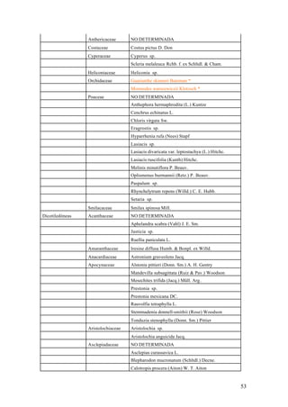 Anthericaceae      NO DETERMINADA
                 Costaceae          Costus pictus D. Don
                 Cyperaceae         Cyperus sp.
                                    Scleria melaleuca Rchb. f. ex Schltdl. & Cham.
                 Heliconiaceae      Heliconia sp.
                 Orchidaceae        Guarianthe skinneri Bateman *
                                    Mormodes warscewiczii Klotzsch *
                 Poaceae            NO DETERMINADA
                                    Anthephora hermaphrodita (L.) Kuntze
                                    Cenchrus echinatus L.
                                    Chloris virgata Sw.
                                    Eragrostis sp.
                                    Hyparrhenia rufa (Nees) Stapf
                                    Lasiacis sp.
                                    Lasiacis divaricata var. leptostachya (L.) Hitchc.
                                    Lasiacis ruscifolia (Kunth) Hitchc.
                                    Melinis minutiflora P. Beauv.
                                    Oplismenus burmannii (Retz.) P. Beauv.
                                    Paspalum sp.
                                    Rhynchelytrum repens (Willd.) C. E. Hubb.
                                    Setaria sp.
                 Smilacaceae        Smilax spinosa Mill.
Dicotiledóneas   Acanthaceae        NO DETERMINADA
                                    Aphelandra scabra (Vahl) J. E. Sm.
                                    Justicia sp.
                                    Ruellia paniculata L.
                 Amaranthaceae      Iresine diffusa Humb. & Bonpl. ex Willd.
                 Anacardiaceae      Astronium graveolens Jacq.
                 Apocynaceae        Alstonia pittieri (Donn. Sm.) A. H. Gentry
                                    Mandevilla subsagittata (Ruiz & Pav.) Woodson
                                    Mesechites trifida (Jacq.) Müll. Arg.
                                    Prestonia sp.
                                    Prestonia mexicana DC.
                                    Rauvolfia tetraphylla L.
                                    Stemmadenia donnell-smithii (Rose) Woodson
                                    Tonduzia stenophylla (Donn. Sm.) Pittier
                 Aristolochiaceae   Aristolochia sp.
                                    Aristolochia anguicida Jacq.
                 Asclepiadaceae     NO DETERMINADA
                                    Asclepias curassavica L.
                                    Blepharodon mucronatum (Schltdl.) Decne.
                                    Calotropis procera (Aiton) W. T. Aiton


                                                                                         53
 
