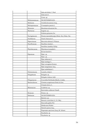 Sida salviifolia C. Presl
                  Sida urens L.
                  Urena sp.
Melastomataceae   NO DETERMINADA
Meliaceae         Trichilia havanensis Jacq.
Menispermaceae    Cissampelos pareira L.
Moraceae          Brosimum alicastrum Sw.
Myrtaceae         Eugenia sp.
                  Psidium guineense Sw.
Nyctaginaceae     Pisonia macranthocarpa (Donn. Sm.) Donn. Sm.
Oxalidaceae       Oxalis frutescens L.
Papaveraceae      Bocconia arborea S. Watson
Passifloraceae    Passiflora foetida L.
                  Passiflora standleyi Killip
Phytolaccaceae    Phytolacca icosandra L.
                  Rivina humilis L.
Piperaceae        Piper sp.
                  Piper sp.
                  Piper aduncum L.
                  Piper amalago L.
                  Piper corrugatum Kuntze
                  Piper marginatum Jacq.
                  Piper umbellatum L.
Polemoniaceae     Loeselia ciliata L.
Polygalaceae      Polygala sp.
                  Polygala violacea Aubl.
Polygonaceae      Coccoloba floribunda (Benth.) Lindau
Ranunculaceae     Clematis acapulcensis Hook. & Arn.
                  Clematis dioica L.
Rhamnaceae        Colubrina sp.
                  Karwinskia calderonii Standl.
Rosaceae          Prunus sp.
Rubiaceae         NO DETERMINADA
                  Borreria sp.
                  Borreria verticillata (L.) G. Mey.
                  Bouvardia glabra Pol.
                  Diodia teres Walter
                  Hamelia patens Jacq.
                  Pogonopus speciosus (Jacq.) K. Schum.
                  Psychotria sp.
                  Psychotria sp.



                                                                 56
 