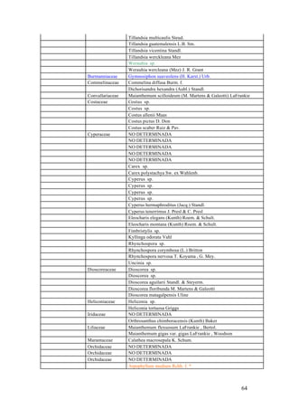 Tillandsia multicaulis Steud.
                  Tillandsia guatemalensis L.B. Sm.
                  Tillandsia vicentina Standl.
                  Tillandsia werckleana Mez
                  Werauhia sp.
                  Werauhia wercleana (Mez) J. R. Grant
Burmanniaceae     Gymnosiphon suaveolens (H. Karst.) Urb.
Commelinaceae     Commelina diffusa Burm. f.
                  Dichorisandra hexandra (Aubl.) Standl.
Convallariaceae   Maianthemum scilloideum (M. Martens & Galeotti) LaFrankie
Costaceae         Costus sp.
                  Costus sp.
                  Costus allenii Maas
                  Costus pictus D. Don
                  Costus scaber Ruiz & Pav.
Cyperaceae        NO DETERMINADA
                  NO DETERMINADA
                  NO DETERMINADA
                  NO DETERMINADA
                  NO DETERMINADA
                  Carex sp.
                  Carex polystachya Sw. ex Wahlenb.
                  Cyperus sp.
                  Cyperus sp.
                  Cyperus sp.
                  Cyperus sp.
                  Cyperus hermaphroditus (Jacq.) Standl.
                  Cyperus tenerrimus J. Presl & C. Presl
                  Eleocharis elegans (Kunth) Roem. & Schult.
                  Eleocharis montana (Kunth) Roem. & Schult.
                  Fimbristylis sp.
                  Kyllinga odorata Vahl
                  Rhynchospora sp.
                  Rhynchospora corymbosa (L.) Britton
                  Rhynchospora nervosa T. Koyama , G. Mey.
                  Uncinia sp.
Dioscoreaceae     Dioscorea sp.
                  Dioscorea sp.
                  Dioscorea aguilarii Standl. & Steyerm.
                  Dioscorea floribunda M. Martens & Galeotti
                  Dioscorea matagalpensis Uline
Heliconiaceae     Heliconia sp.
                  Heliconia tortuosa Griggs
Iridaceae         NO DETERMINADA
                  Orthrosanthus chimboracensis (Kunth) Baker
Liliaceae         Maianthemum flexuosum LaFrankie , Bertol.
                  Maianthemum gigas var. gigas LaFrankie , Woodson
Marantaceae       Calathea macrosepala K. Schum.
Orchidaceae       NO DETERMINADA
Orchidaceae       NO DETERMINADA
Orchidaceae       NO DETERMINADA
                  Arpophyllum medium Rchb. f. *



                                                                       64
 
