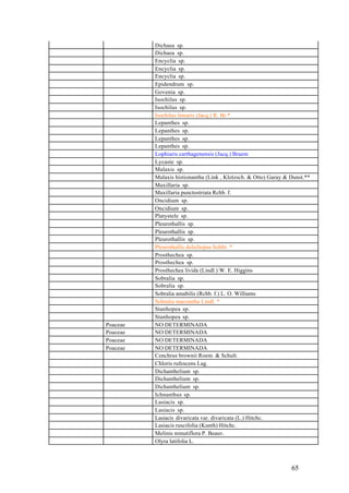 Dichaea sp.
          Dichaea sp.
          Encyclia sp.
          Encyclia sp.
          Encyclia sp.
          Epidendrum sp.
          Govenia sp.
          Isochilus sp.
          Isochilus sp.
          Isochilus linearis (Jacq.) R. Br.*
          Lepanthes sp.
          Lepanthes sp.
          Lepanthes sp.
          Lepanthes sp.
          Lophiaris carthagenensis (Jacq.) Braem
          Lycaste sp.
          Malaxis sp.
          Malaxis histionantha (Link , Klotzsch. & Otto) Garay & Dunst.**
          Maxillaria sp.
          Maxillaria punctostriata Rchb. f.
          Oncidium sp.
          Oncidium sp.
          Platystele sp.
          Pleurothallis sp.
          Pleurothallis sp.
          Pleurothallis sp.
          Pleurothallis dolichopus Schltr. *
          Prosthechea sp.
          Prosthechea sp.
          Prosthechea livida (Lindl.) W. E. Higgins
          Sobralia sp.
          Sobralia sp.
          Sobralia amabilis (Rchb. f.) L. O. Williams
          Sobralia macrantha Lindl. *
          Stanhopea sp.
          Stanhopea sp.
Poaceae   NO DETERMINADA
Poaceae   NO DETERMINADA
Poaceae   NO DETERMINADA
Poaceae   NO DETERMINADA
          Cenchrus brownii Roem. & Schult.
          Chloris rufescens Lag.
          Dichanthelium sp.
          Dichanthelium sp.
          Dichanthelium sp.
          Ichnanthus sp.
          Lasiacis sp.
          Lasiacis sp.
          Lasiacis divaricata var. divaricata (L.) Hitchc.
          Lasiacis ruscifolia (Kunth) Hitchc.
          Melinis minutiflora P. Beauv.
          Olyra latifolia L.



                                                                 65
 
