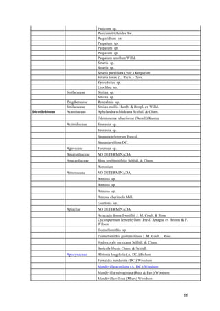 Panicum sp.
                                 Panicum trichoides Sw.
                                 Paspalidium sp.
                                 Paspalum sp.
                                 Paspalum sp.
                                 Paspalum sp.
                                 Paspalum tenellum Willd.
                                 Setaria sp.
                                 Setaria sp.
                                 Setaria parviflora (Poir.) Kerguelen
                                 Setaria tenax (L. Richt.) Desv.
                                 Sporobolus sp.
                                 Urochloa sp.
                 Smilacaceae     Smilax sp.
                                 Smilax sp.
                 Zingiberaceae   Renealmia sp.
                 Smilacaceae     Smilax mollis Humb. & Bonpl. ex Willd.
Dicotiledóneas   Acanthaceae     Aphelandra schiedeana Schltdl. & Cham.
                                 Odontonema tubaeforme (Bertol.) Kuntze
                 Actinidiaceae   Saurauia sp.
                                 Saurauia sp.
                                 Saurauia selerorum Buscal.
                                 Saurauia villosa DC.
                 Agavaceae       Furcraea sp.
                 Amaranthaceae   NO DETERMINADA
                 Anacardiaceae   Rhus terebinthifolia Schltdl. & Cham.
                                 Astronium
                 Annonaceae      NO DETERMINADA
                                 Annona sp.
                                 Annona sp.
                                 Annona sp.
                                 Annona cherimola Mill.
                                 Guatteria sp.
                 Apiaceae        NO DETERMINADA
                                 Arracacia donnell-smithii J. M. Coult. & Rose
                                 Cyclospermum leptophyllum (Presl) Sprague ex Britton & P.
                                 Wilson
                                 Donnellsmithia sp.
                                 Donnellsmithia guatemalensis J. M. Coult. , Rose
                                 Hydrocotyle mexicana Schltdl. & Cham.
                                 Sanicula liberta Cham. & Schltdl.
                 Apocynaceae     Alstonia longifolia (A. DC.) Pichon
                                 Fernaldia pandurata (DC.) Woodson
                                 Mandevilla acutiloba (A. DC.) Woodson
                                 Mandevilla subsagittata (Ruiz & Pav.) Woodson
                                 Mandevilla villosa (Miers) Woodson



                                                                                       66
 