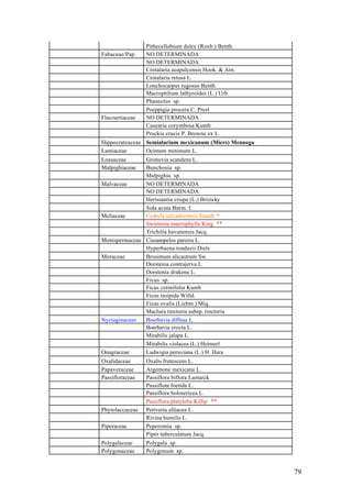 Pithecellobium dulce (Roxb.) Benth.
Fabaceae/Pap.    NO DETERMINADA
                 NO DETERMINADA
                 Crotalaria acapulcensis Hook. & Arn.
                 Crotalaria retusa L.
                 Lonchocarpus rugosus Benth.
                 Macroptilium lathyroides (L.) Urb.
                 Phaseolus sp.
                 Poeppigia procera C. Presl
Flacourtiaceae   NO DETERMINADA
                 Casearia corymbosa Kunth
                 Prockia crucis P. Browne ex L.
Hippocrateaceae Semialarium mexicanum (Miers) Mennega
Lamiaceae       Ocimum minimum L.
Loasaceae      Gronovia scandens L.
Malpighiaceae  Bunchosia sp.
               Malpighia sp.
Malvaceae      NO DETERMINADA
               NO DETERMINADA
               Herissantia crispa (L.) Brizicky
               Sida acuta Burm. f.
Meliaceae      Cedrela salvadorensis Standl. *
               Swietenia macrophylla King **
               Trichilia havanensis Jacq.
Menispermaceae Cissampelos pareira L.
               Hyperbaena tonduzii Diels
Moraceae       Brosimum alicastrum Sw.
               Dorstenia contrajerva L.
               Dorstenia drakena L.
               Ficus sp.
               Ficus cotinifolia Kunth
               Ficus insipida Willd.
               Ficus ovalis (Liebm.) Miq.
               Maclura tinctoria subsp. tinctoria
Nyctaginaceae  Boerhavia diffusa L.
               Boerhavia erecta L.
               Mirabilis jalapa L.
               Mirabilis violacea (L.) Heimerl
Onagraceae     Ludwigia peruviana (L.) H. Hara
Oxalidaceae      Oxalis frutescens L.
Papaveraceae     Argemone mexicana L.
Passifloraceae   Passiflora biflora Lamarck
                 Passiflora foetida L.
                 Passiflora holosericea L.
                 Passiflora platyloba Killip **
Phytolaccaceae   Petiveria alliacea L.
                 Rivina humilis L.
Piperaceae       Peperomia sp.
                 Piper tuberculatum Jacq.
Polygalaceae     Polygala sp.
Polygonaceae     Polygonum sp.


                                                        79
 