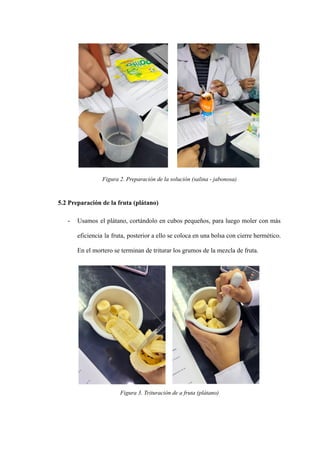 Figura 2. Preparación de la solución (salina - jabonosa)
5.2 Preparación de la fruta (plátano)
- Usamos el plátano, cortándolo en cubos pequeños, para luego moler con más
eficiencia la fruta, posterior a ello se coloca en una bolsa con cierre hermético.
En el mortero se terminan de triturar los grumos de la mezcla de fruta.
Figura 3. Trituración de a fruta (plátano)
 