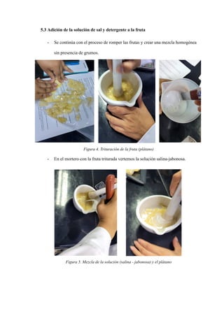5.3 Adición de la solución de sal y detergente a la fruta
- Se continúa con el proceso de romper las frutas y crear una mezcla homogénea
sin presencia de grumos.
Figura 4. Trituración de la fruta (plátano)
- En el mortero con la fruta triturada vertemos la solución salina-jabonosa.
Figura 5. Mezcla de la solución (salina - jabonosa) y el plátano
 