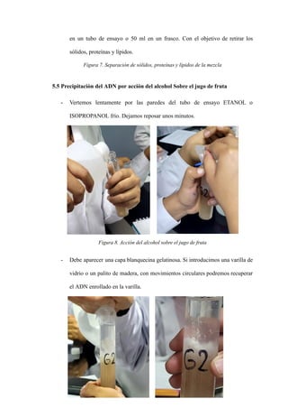 en un tubo de ensayo o 50 ml en un frasco. Con el objetivo de retirar los
sólidos, proteínas y lípidos.
Figura 7. Separación de sólidos, proteínas y lípidos de la mezcla
5.5 Precipitación del ADN por acción del alcohol Sobre el jugo de fruta
- Vertemos lentamente por las paredes del tubo de ensayo ETANOL o
ISOPROPANOL frío. Dejamos reposar unos minutos.
Figura 8. Acción del alcohol sobre el jugo de fruta
- Debe aparecer una capa blanquecina gelatinosa. Si introducimos una varilla de
vidrio o un palito de madera, con movimientos circulares podremos recuperar
el ADN enrollado en la varilla.
 