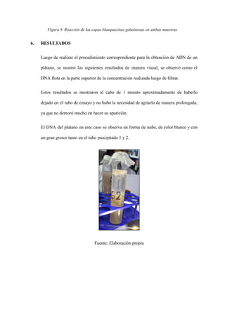 Figura 9. Reacción de las capas blanquecinas gelatinosas en ambas muestras
6. RESULTADOS
Luego de realizar el procedimiento correspondiente para la obtención de ADN de un
plátano, se mostró los siguientes resultados de manera visual, se observó como el
DNA flota en la parte superior de la concentración realizada luego de filtrar.
Estos resultados se mostraron al cabo de 1 minuto aproximadamente de haberlo
dejado en el tubo de ensayo y no hubo la necesidad de agitarlo de manera prolongada,
ya que no demoró mucho en hacer su aparición.
El DNA del platano en este caso se observa en forma de nube, de color blanco y con
un gran grosor tanto en el tubo precipitado 1 y 2.
Fuente: Elaboración propia
 