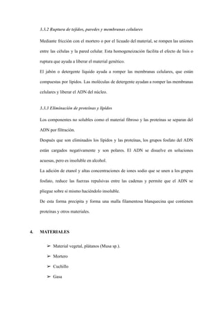 3.3.2 Ruptura de tejidos, paredes y membranas celulares
Mediante fricción con el mortero o por el licuado del material, se rompen las uniones
entre las células y la pared celular. Esta homogeneización facilita el efecto de lisis o
ruptura que ayuda a liberar el material genético.
El jabón o detergente líquido ayuda a romper las membranas celulares, que están
compuestas por lípidos. Las moléculas de detergente ayudan a romper las membranas
celulares y liberar el ADN del núcleo.
3.3.3 Eliminación de proteínas y lípidos
Los componentes no solubles como el material fibroso y las proteínas se separan del
ADN por filtración.
Después que son eliminados los lípidos y las proteínas, los grupos fosfato del ADN
están cargados negativamente y son polares. El ADN se disuelve en soluciones
acuosas, pero es insoluble en alcohol.
La adición de etanol y altas concentraciones de iones sodio que se unen a los grupos
fosfato, reduce las fuerzas repulsivas entre las cadenas y permite que el ADN se
pliegue sobre sí mismo haciéndolo insoluble.
De esta forma precipita y forma una malla filamentosa blanquecina que contienen
proteínas y otros materiales.
4. MATERIALES
➢ Material vegetal, plátanos (Musa sp.).
➢ Mortero
➢ Cuchillo
➢ Gasa
 
