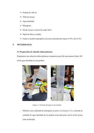 ➢ Probeta de 100 ml
➢ Tubo de ensayo
➢ Agua destilada.
➢ Detergente.
➢ Sal de cocina o cloruro de sodio NaCl.
➢ Papel de filtro y colador.
➢ Etanol o alcohol isopropílico con una concentración mayor a 70%, frío (5°C).
5. METODOLOGÍA
5.1 Preparación de solución salina-jabonosa
Preparamos una solución salina-jabonosa compuesta, para ello necesitamos llenar 100
ml de agua destilada en una probeta.
Figura 1. Llenado del agua en la probeta
- Diluimos una cucharada de detergente en polvo en la jarra (1 L), vertiendo la
cantidad de agua destilada de la probeta reservada junto con la sal de cocina
(una cucharada).
 