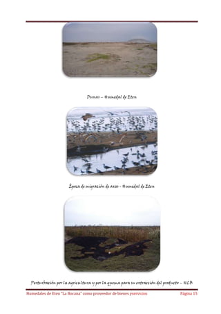 Dunas – Humedal de Eten

Época de migración de aves - Humedal de Eten

Perturbación por la agricultura y por la quema para su extracción del producto – HLB
Humedales de Eten “La Bocana” como proveedor de bienes yservicios

Página 15

 