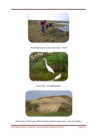 Perturbación por la crianza de vacas – HLB

Garza Real - Humedal de Eten

Extracción de Totora para fabricación de productos artesanales - Humedal de Eten
Humedales de Eten “La Bocana” como proveedor de bienes yservicios

Página 16

 