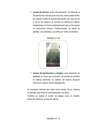  camas de crianza: el tipo de producción es diferente al
de producción directa pues aquí las camas están llenas
de sustrato suelto de aproximadamente una capa de 35
a 40 cm de espesor, la siembra se realiza por hileras
manteniendo el mismo distanciamiento que en las camas
de producción directa. Posteriormente se extrae la
plántula y se embolsa y se enfila por orden de tamaño.
IMAGEN N° 09
 Camas de germinación y repique: para abastecer de
plántulas en caso sea necesario. La semilla se siembra
en hileras utilizando un sistema de hoyado especial
creado por ingenio de los trabajadores.
Es necesario informar que cada cama cuenta con un sistema
de drenaje para evitar la sobresaturación de agua.
También se realiza el control de plagas como el minador
aplicando químicos a base de cítricos.
IMAGEN N° 10
 