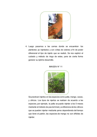 4. Luego pasamos a las camas donde se encuentran los
plantones ya injertados y con cintas de colores a fin de poder
diferencial el tipo de injerto que se realizó. Se nos explicó el
cuidado y método de riego de estas, para de cierta forma
generar su óptimo desarrollo.
IMAGEN N° 11
Se practican injertos en las especies como palta, mango, cacao,
y cítricos. Los tipos de injertos se realizan de acuerdo a las
especies, por ejemplo, la palta se puede injertar a los 5 meses
mediante el método de púa terminal y a diferencia de los cítricos
que se pueden injertar mediante yema dependiendo del tiempo
que tiene el patrón, las especies de mango no son difíciles de
injertar.
 