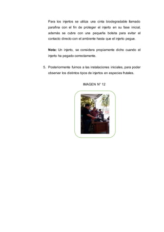Para los injertos se utiliza una cinta biodegradable llamado
parafina con el fin de proteger el injerto en su fase inicial,
además se cubre con una pequeña bolsita para evitar el
contacto directo con el ambiente hasta que el injerto pegue.
Nota: Un injerto, se considera propiamente dicho cuando el
injerto ha pegado correctamente.
5. Posteriormente fuimos a las instalaciones iniciales, para poder
observar los distintos tipos de injertos en especies frutales.
IMAGEN N° 12
 
