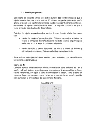 3.1. Injerto por yemas:
Este injerto es bastante simple y se deben cumplir dos condiciones para que el
injerto sea efectivo y se pueda realizar. El primero es que la corteza del patrón
(planta a la cual se le injertará la yema) se pueda despegar fácilmente del tronco,
de manera de injertar con facilidad la yema. La segunda condición es que la
yema a injertar este totalmente desarrollada.
Este tipo de injerto se puede realizar en dos épocas durante el año, las cuales
son:
 Injerto de otoño o "yema dormida": El injerto se realiza a finales de
verano o principios de otoño; la yema injertada se unirá al patrón pero
no brotará si no al llegar la primavera siguiente.
 Injerto de otoño o "yema despierta": Se realiza a finales de invierno y
principios de primavera. Esta yema brotará inmediatamente.
Para realizar este tipo de injerto existen cuatro métodos, que describiremos
brevemente a continuación:
Injerto en T:
Como se aprecia en la ilustración inferior, se realiza un corte en forma de T en el
patrón y allí se injerta un trozo de corteza que contenga la yema del injerto, luego
se ata firmemente, sin tapar la yema ni estrangular el patrón. Tanto el corte en
forma de T como el trozo de corteza deben ser lo más similar en tamaño posible,
para aumentar la probabilidad de que el injerto funcione.
IMAGEN N° 01
 