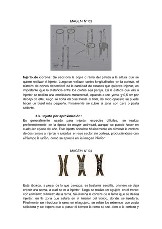 IMAGEN N° 03
Injerto de corona: Se secciona la copa o rama del patrón a la altura que se
quiere realizar el injerto. Luego se realizan cortes longitudinales en la corteza, el
número de cortes dependerá de la cantidad de estacas que quieres injertar, es
importante que la distancia entre los cortes sea pareja. En la estaca que vas a
injertar se realiza una entalladura transversal, opuesta a una yema y 0,5 cm por
debajo de ella, luego se corta en bisel hasta el final, del lado opuesto se puede
hacer un bisel más pequeño. Finalmente se cubre la zona con cera o pasta
sellante.
3.3. Injerto por aproximación:
Es generalmente usado para injertar especies difíciles, se realiza
preferentemente en la época de mayor actividad, aunque se puede hacer en
cualquier época del año. Este injerto consiste básicamente en eliminar la corteza
de dos ramas a injertar y juntarlas en ese sector sin corteza, produciéndose con
el tiempo la unión, como se aprecia en la imagen inferior.
IMAGEN N° 04
Esta técnica, a pesar de lo que parezca, es bastante sencilla, primero se deja
crecer una rama, la cual se va a injertar, luego se realiza un agujero en el tronco
con el mismo diámetro de la rama. Se elimina la corteza de la rama que se desea
injertar, en la zona que estará en el interior del tronco, donde se injertará.
Finalmente se introduce la rama en el agujero, se sellan los extremos con pasta
selladora y se espera que al pasar el tiempo la rama se una bien a la corteza y
 