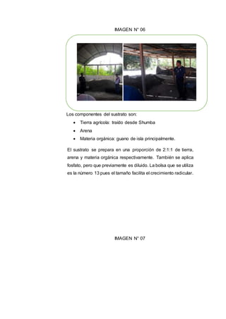 IMAGEN N° 06
Los componentes del sustrato son:
 Tierra agrícola: traído desde Shumba
 Arena
 Materia orgánica: guano de isla principalmente.
El sustrato se prepara en una proporción de 2:1:1 de tierra,
arena y materia orgánica respectivamente. También se aplica
fosfato, pero que previamente es diluido. La bolsa que se utiliza
es la número 13 pues el tamaño facilita el crecimiento radicular.
IMAGEN N° 07
 