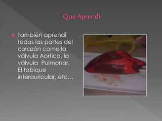  También aprendí
todas las partes del
corazón como la
válvula Aortica, la
válvula Pulmonar,
El tabique
interauricular, etc…
 