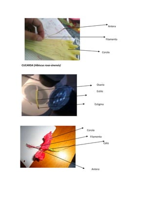 Antera

Filamento

Corola

CUCARDA (Hibiscus rosa-sinensis)

Ovario
Estilo

Estigma

Corola
Filamento
Cáliz

Antera

 