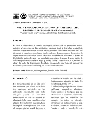 UNIVERSIDAD NACIONAL EXPERIMENTAL DEL TÁCHIRA
VICERRECTORADO ACADÉMICO - DECANATO DE POSTGRADO
MAESTRÍA EN AGRONOMÍA PRODUCCIÓN VEGETAL
Técnicas Avanzadas de Laboratorio 2016-B
AISLAMIENTO DE MICROORGANISMOS CULTIVABLES DEL SUELO
RIZOSFÉRICO DE PLANTAS DE CAFÉ (Coffea arabica L.)
Vázquez Chacón Jose Yvanosky. Laboratorio de Biofertilizantes. UNET.
RESUMEN
El suelo es considerado un espacio heterogéneo definido por sus propiedades físicas,
químicas y biológicas, que bajo condiciones naturales tiende a desarrollar un equilibrio
dinámico entre sus diferentes atributos, lo que genera las condiciones adecuadas para una
diversidad de organismos simbióticos, transformadores y descomponedores de sustratos. En
el presente estudio se aislaron hongos y bacterias procedentes de la rizósfera de plantas de
Café (Coffea arabica L.) con y sin inoculación microbiana. Se usaron diversos medios de
cultivo según la metodología de Reyes y Valery (2007). Los resultados se expresaron en
ufc.g-1
de suelo. Se determinaron densidades poblacionales muy bajas al comparar las
rizósfera de plantas sin inoculación y con inoculación microbiana.
Palabras clave: Rizósfera, microorganismos, inoculo, suelo, fertilidad.
INTRODUCCIÓN
Los microorganismos son los seres vivos
más numerosos que existen en la tierra;
son organismos ancestrales que han
colonizado exitosamente cada nicho
ecológico posible, se encuentran
prácticamente en todas las regiones del
planeta, desde los polos, en ambientes bajo
el punto de congelación y muy secos, hasta
los trópicos con temperaturas altas y con
elevada precipitación pluvial. Su presencia
y actividad es esencial para la salud y
funcionamiento adecuado de todos los
ecosistemas (Olembo, 1991).
El suelo constituye el producto de factores
geológicos, topográficos, climáticos,
físicos, químicos y biológicos que han
actuado sobre la roca madre y sedimentos
geológicos que, en asociación con
partículas inorgánicas o minerales,
entrelazadas con materia orgánica y gases
de difusión, forman una entidad viviente.
Cuando el suelo es humedecido, este
 