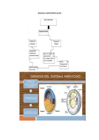 MAPAS CONCEPTUALES
 