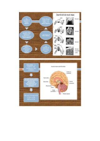 Informe neuroanatomia