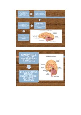 Informe neuroanatomia