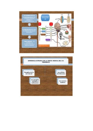 Informe neuroanatomia