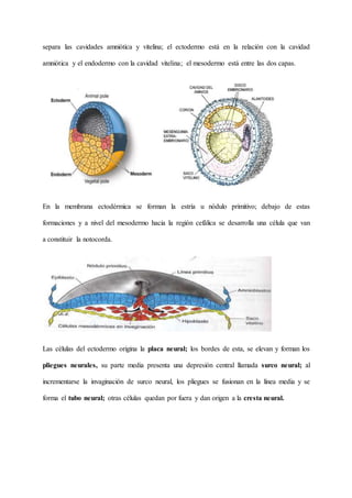 separa las cavidades amniótica y vitelina; el ectodermo está en la relación con la cavidad
amniótica y el endodermo con la cavidad vitelina; el mesodermo está entre las dos capas.
En la membrana ectodérmica se forman la estría u nódulo primitivo; debajo de estas
formaciones y a nivel del mesodermo hacia la región cefálica se desarrolla una célula que van
a constituir la notocorda.
Las células del ectodermo origina la placa neural; los bordes de esta, se elevan y forman los
pliegues neurales, su parte media presenta una depresión central llamada surco neural; al
incrementarse la invaginación de surco neural, los pliegues se fusionan en la línea media y se
forma el tubo neural; otras células quedan por fuera y dan origen a la cresta neural.
 