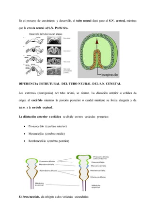 En el proceso de crecimiento y desarrollo, el tubo neural dará paso al S.N. central, mientras
que la cresta neural al S.N. Periférico.
DIFERENCIA ESTRUTURAL DEL TUBO NEURAL DEL S.N. CENRTAL
Los extremos (neuroporos) del tubo neural, se cierran. La dilatación anterior o cefálica da
origen al encéfalo mientras la porción posterior o caudal mantiene su forma alargada y da
inicio a la medula espinal.
La dilatación anterior o cefálica se divide en tres vesículas primarias:
 Prosencefalo (cerebro anterior)
 Mesencefalo (cerebro medio)
 Rombencefalo (cerebro poterior)
El Prosencefalo, da oriogen a dos vesiculas secundarias:
 