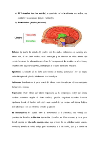 a) El Telencefalo (porcion anterior) se constituira en los hemisferios cerebrales y en
su interior las cavidades llamados ventriculos.
b) El Diencefalo (porcion posterior):
Tálamo: La puerta de entrada del cerebro, son dos núcleos voluminosos de sustancia gris,
miden 4cm, es de forma ovoidal, color blanco-gris y se subdivide en varios núcleos que
permite la entrada de información procedente de los órganos de los sentidos, se seleccionan y
se editan antes de pasar al cerebro, se interpretan y se actúa de manera inmediata.
Epitalamo: Localizado en la parte dorso-medial al tálamo; estructurado por un órgano
endocrino (glándula pineal) relacionados con los reflejos.
Subtalamo: Localizado en la parte ventral del tálamo y está formado por núcleos encargados
de funciones motoras.
Hipotalamo: Parte inferior del tálamo responsable de la homeostasis; control del sistema
nervioso autónomo (regula el ritmo cardiaco, presión sanguínea) secreción hormonal
hipofisiaria (regula el hambre, sed, etc.); parte central de los circuitos del sistema límbico,
está relacionado con los estímulos sexuales y agresión.
El Mesencefalo: Se localiza entre la protuberancia y el diencefalo; cara ventral, dos
prominencias llamados pedúnculos cerebrales, formados por fibras motoras; y en su parte
dorsal presenta los tubérculos cuadrigeminos que a través de los coliculos (cuatro salientes
redondas), forman un centro reflejo para movimientos a la vía aditiva, ojos y la cabeza en
 