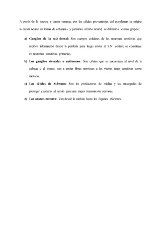 A partir de la tercera y cuarta semana, por las células provenientes del ectodermo se origina
la cresta neural en forma de columnas y paralelas al tubo neural; se diferencia cuatro grupos:
a) Ganglios de la raíz dorsal: Son cuerpos celulares de las neuronas sensitivas que
reciben información desde la periferia para luego enviar al S.N. central; se constituye
en neuronas sensitivas primarias.
b) Los ganglios viserales o autónomos: Son células que se encuentran al nivel de la
cabeza y el tronco, van a enviar fibras nerviosas a las viseras tanto sensitivas como
motoras.
c) Las células de Schwann: Son los productores de mielina y las encargadas de
proteger y aislarlo al nervio para una mejor transmisión nerviosa.
d) Los axones motores: Van desde la medula hasta los órganos efectores.
 