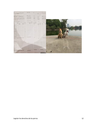 Legislar los derechos de los perros 12
 