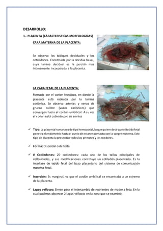 DESARROLLO:
1.- PLACENTA (CARACTERISTICAS MORFOLOGICAS)
CARA MATERNA DE LA PLACENTA:
Se observa los tabiques deciduales y los
cotiledones. Constituida por la decidua basal,
cuya lamina decidual es la porción más
íntimamente incorporada a la placenta.
LA CARA FETAL DE LA PLACENTA:
Formada por el corion frondoso, en donde la
placenta está rodeada por la lámina
coriónica. Se observa arterias y venas de
grueso calibre (vasos cariónicos) que
convergen hacia el cordón umbilical. A su vez
el corion está cubierto por su amnios
 Tipo: La placentahumanaesde tipohemocorial,loque quiere decirque el tejidofetal
penetrael endometriohastael puntode estarencontacto con la sangre materna.Este
tipo de placenta la presentan todos los primates y los roedores.
 Forma: Discoidal o de torta
 # Cotiledones: 20 cotiledones: cada uno de los tallos principales de
vellosidades, y sus modificaciones constituye un cotiledón placentario. Es la
interfase de tejido fetal del bazo placentario del sistema de comunicación
materna-fetal.
 Inserción: Es marginal, ya que el cordón umbilical se encontraba a un extremo
de la placenta.
 Lagos vellosos: Sirven para el intercambio de nutrientes de madre a feto. En la
cual pudimos observar 2 lagos vellosos en la zona que se examinó.
 