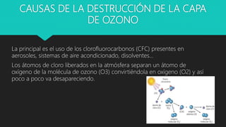 CAUSAS DE LA DESTRUCCIÓN DE LA CAPA
DE OZONO
La principal es el uso de los clorofluorocarbonos (CFC) presentes en
aerosoles, sistemas de aire acondicionado, disolventes…
Los átomos de cloro liberados en la atmósfera separan un átomo de
oxígeno de la molécula de ozono (O3) convirtiéndola en oxígeno (O2) y así
poco a poco va desapareciendo.
 