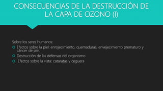 CONSECUENCIAS DE LA DESTRUCCIÓN DE
LA CAPA DE OZONO (I)
Sobre los seres humanos:
 Efectos sobre la piel: enrojecimiento, quemaduras, envejecimiento prematuro y
cáncer de piel.
 Destrucción de las defensas del organismo
 Efectos sobre la vista: cataratas y ceguera
 