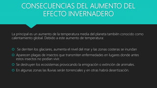 CONSECUENCIAS DEL AUMENTO DEL
EFECTO INVERNADERO
La principal es un aumento de la temperatura media del planeta también conocido como
calentamiento global. Debido a este aumento de temperatura:
 Se derriten los glaciares, aumenta el nivel del mar y las zonas costeras se inundan
 Aparecen plagas de insectos que transmiten enfermedades en lugares donde antes
estos insectos no podían vivir.
 Se destruyen los ecosistemas provocando la emigración o extinción de animales.
 En algunas zonas las lluvias serán torrenciales y en otras habrá desertización.
 