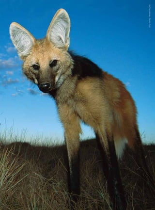 ©TuiDeRoy-MindenPictures
 