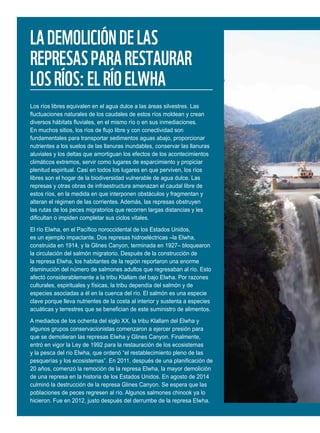 LADEMOLICIÓNDELAS
REPRESASPARARESTAURAR
LOSRÍOS:ELRÍOELWHA
Los ríos libres equivalen en el agua dulce a las áreas silvestres. Las
fluctuaciones naturales de los caudales de estos ríos moldean y crean
diversos hábitats fluviales, en el mismo río o en sus inmediaciones.
En muchos sitios, los ríos de flujo libre y con conectividad son
fundamentales para transportar sedimentos aguas abajo, proporcionar
nutrientes a los suelos de las llanuras inundables, conservar las llanuras
aluviales y los deltas que amortiguan los efectos de los acontecimientos
climáticos extremos, servir como lugares de esparcimiento y propiciar
plenitud espiritual. Casi en todos los lugares en que perviven, los ríos
libres son el hogar de la biodiversidad vulnerable de agua dulce. Las
represas y otras obras de infraestructura amenazan el caudal libre de
estos ríos, en la medida en que interponen obstáculos y fragmentan y
alteran el régimen de las corrientes. Además, las represas obstruyen
las rutas de los peces migratorios que recorren largas distancias y les
dificultan o impiden completar sus ciclos vitales.
El río Elwha, en el Pacífico noroccidental de los Estados Unidos,
es un ejemplo impactante. Dos represas hidroeléctricas –la Elwha,
construida en 1914, y la Glines Canyon, terminada en 1927– bloquearon
la circulación del salmón migratorio. Después de la construcción de
la represa Elwha, los habitantes de la región reportaron una enorme
disminución del número de salmones adultos que regresaban al río. Esto
afectó considerablemente a la tribu Klallam del bajo Elwha. Por razones
culturales, espirituales y físicas, la tribu dependía del salmón y de
especies asociadas a él en la cuenca del río. El salmón es una especie
clave porque lleva nutrientes de la costa al interior y sustenta a especies
acuáticas y terrestres que se benefician de este suministro de alimentos.
A mediados de los ochenta del siglo XX, la tribu Klallam del Elwha y
algunos grupos conservacionistas comenzaron a ejercer presión para
que se demolieran las represas Elwha y Glines Canyon. Finalmente,
entró en vigor la Ley de 1992 para la restauración de los ecosistemas
y la pesca del río Elwha, que ordenó “el restablecimiento pleno de las
pesquerías y los ecosistemas”. En 2011, después de una planificación de
20 años, comenzó la remoción de la represa Elwha, la mayor demolición
de una represa en la historia de los Estados Unidos. En agosto de 2014
culminó la destrucción de la represa Glines Canyon. Se espera que las
poblaciones de peces regresen al río. Algunos salmones chinook ya lo
hicieron. Fue en 2012, justo después del derrumbe de la represa Elwha.
 