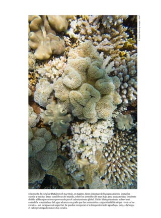 ©GlobalWarmingImages-WWF
El arrecife de coral de Dahab en el mar Rojo, en Egipto, tiene síntomas de blanqueamiento. Como les
sucede a muchas áreas coralíferas del mundo, sobre los arrecifes del mar Rojo pesa una amenaza creciente
debido al blanqueamiento provocado por el calentamiento global. Dicho blanqueamiento sobreviene
cuando la temperatura del agua alcanza un grado que las zooxantelas –algas simbióticas que viven en los
corales– son incapaces de soportar. Se pueden recuperar si la temperatura del agua baja, pero, a la larga,
el calor prolongado matará los corales.
 