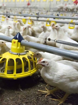 ©TomvanLimpt-HollandseHoogte-laif
 