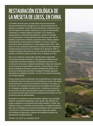 RESTAURACIÓNECOLÓGICADE
LAMESETADELOESS,ENCHINA
La meseta china de Loess, el lugar donde nació el grupo étnico
más grande del planeta, fue alguna vez un sistema exuberante de
bosques y pastizales. Una de las más importantes civilizaciones de la
Tierra prosperó en la meseta, reduciendo a su paso la biodiversidad,
la biomasa y la materia orgánica acumulada. Con el tiempo, el
paisaje perdió su capacidad para absorber y retener la humedad
y, en consecuencia, un área del tamaño de Francia se secó. Sin el
reciclaje constante de nutrientes procedentes de la materia orgánica
descompuesta, el suelo perdió su fertilidad y el viento y el agua lo
erosionaron hasta convertirlo en un vasto paisaje estéril. Hace 1.000
años, los ricos y poderosos abandonaron el asiento de las magníficas
dinastías tempranas de China. A mediados de la década de 1990, la
meseta era famosa sobre todo por el ciclo recurrente de inundaciones,
sequías y hambruna, siendo conocido como “la tristeza de China”.
Hoy, en la meseta de Loess existen grandes áreas restauradas.
Las transformaciones se llevaron a cabo gracias a la diferenciación
e instauración de tierras ecológicas y de desarrollo económico, la
construcción de terrazas, trampas de sedimentos, diques de contención
y otros mecanismos para infiltrar las lluvias. Al mismo tiempo, en las
tierras ecológicas se plantaron grandes cantidades de árboles y en
las tierras de desarrollo económico se aplicaron métodos agrícolas
sostenibles de inteligencia climática, con el fin de aumentar la biomasa
y la materia orgánica.
El paso decisivo para la restauración fue comprender que, a largo plazo,
la protección de las funciones de los ecosistemas es mucho más valiosa
que la producción y el consumo de bienes y servicios. Por lo tanto, se
reconoció como ecológica toda la tierra que fue posible. Esto dio lugar
a un hallazgo que desafía el sentido común: concentrar la inversión y
la producción en áreas más pequeñas aumenta la productividad. Esta
es una demostración clara de que los ecosistemas funcionales son más
productivos que los disfuncionales.
El trabajo en la meseta de Loess demuestra, además, que es posible
restaurar ecosistemas degradados a gran escala. Este ejemplo nos
ayuda a adaptarnos a los impactos del cambio climático, a volver más
resiliente la tierra y a aumentar la productividad. La meseta demuestra
algo más: al privilegiar las funciones del ecosistema sobre la producción
y el consumo, la humanidad obtiene el marco lógico para preferir
las inversiones a largo plazo y apreciar los resultados positivos del
pensamiento transgeneracional.
(Fuente: Lui, 2012; Liu y Bradley, 2016)
 