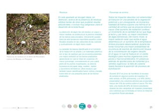 . Residuos                                                  . Porcentaje de sombra

                                                         En este apartado se recogen datos, sin                      Todos los impactos descritos con anterioridad
                                                         distinción, acerca de la presencia de residuos              se traducen en una pérdida de la vegetación
                                                         sólidos inertes de otros que pudieran resultar              potencial y, por consiguiente, en la práctica
                                                         perjudiciales, o incluso muy peligrosos, para el            totalidad de tramos supone una merma en la
                                                         desarrollo de la biota fluvial.                             cantidad de sombra que se proyecta sobre el
                                                                                                                     cauce. Este aumento de insolación conlleva
                                                         . La detección de algún tipo de residuo, en mayor o         un incremento de la cantidad de luz que llega
                                                           menor medida, se evidencia en la práctica totalidad       al lecho y, por tanto, un mayor crecimiento
                                                           de los tramos seleccionados. Únicamente quedan            de algas bentónicas. Del mismo modo, la
                                                           fuera de esta tendencia mayoritaria aquellos cursos       mayor radiación solar que recibe el agua
                                                           fluviales situados en las cabeceras de las cuencas        desemboca en un aumento de la temperatura.
                                                           y, puntualmente, en algún tramo medio.                    Ambos procesos desencadenan durante las
                                                                                                                     horas nocturnas una mayor probabilidad de
                                                         . La variedad de basura identificada en el momento          ocurrencia de eventos de disminución brusca
                                                           de la inspección es amplia. Los materiales plásticos      de la concentración de oxígeno disuelto
                                                           son el tipo de residuos que se encuentra presentes        en el agua, lo cual se traduce en un estrés
     Presencia de residuos en la ribera del Rumardero,     con mayor profusión en los tramos analizados,             fisiológico para muchos organismos como
     cuenca del Besaya, en Pesquera.                       apareciendo en casi la mitad de ocasiones. En             peces y macroinvertebrados. En presencia
                                                           menor porcentaje, concretamente en una cuarta             además de aportes extra de nutrientes (p.e.
                                                           parte de los puntos muestreados, se detecta               vertidos orgánicos), la falta de cubierta
                                                           la presencia de papel, latas, madera , tejidos            riparia favorece la aparición de procesos de
                                                           y escombros domésticos. Otros residuos que                eutrofización.
                                                           también fueron identificados fueron vidrios y ferralla,
                                                           todos ellos en una pequeña parte de los tramos            . Durante 2012 se pone de manifiesto la escasez
                                                           analizados.                                                 de sombra en algunos puntos de muestreo. En
                                                                                                                       este sentido, el 20% (primavera), y el 16% (otoño)
                                                                                                                       presentaban una cobertura arbórea que proyectaba
                                                                                                                       menos del 10% de sombra sobre el cauce. Por otro
                                                                                                                       lado, una media del 56% de tramos estudiados
                                                                                                                       durante las dos campañas de muestreo presentaba
                                                                                                                       una cobertura que sombreaba al menos la mitad de
                                                                                                                       la superficie fluvial estudiada.




                                                              intro   acti   parti   infor     infor   ane
                                                               duc    vida   cipa    me        me
                                                                                                       xos
informe anual 2012                                            ción    des    ción
                                                                                     2012
                                                                                               2012                                                                   21
 