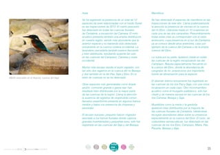 . Aves                                                 . Mamíferos

                                                      . Se ha registrado la presencia de un total de 12      . Se han detectado 8 especies de mamíferos en las
                                                        especies de aves relacionadas con el medio fluvial     inspecciones de este año. Llama poderosamente
                                                        en las inspecciones de 2012. El martín pescador        la atención la presencia de visones en la cuenca
                                                        fue detectado en todas las cuencas fluviales           del río Ebro, citándose hasta en 10 ocasiones en
                                                        de Cantabria, a excepción del Camesa. El mirlo         cada una de las dos campañas. Presumiblemente
                                                        acuático presenta también una amplia distribución      todas estas citas se corresponden con el visón
                                                        en nuestra región, siendo más abundante que la         americano, cuya presencia en el sur de Cantabria
                                                        anterior especie y no habiendo sido detectado          ya se conoce desde años anteriores, caso por
                                                        únicamente en la cuenca costera occidental. La         ejemplo de la cuenca del Camesa o de la propia
                                                        lavandera cascadeña también parece frecuente           cuenca del Ebro.
                                                        y bien distribuida, resultando ausente tan sólo
                                                        en las cuencas del Campiazo, Camesa y costa          . La nutria por su parte, aparece citada en todas
                                                        occidental.                                            las cuencas de la región exceptuando las del
                                                                                                               Campiazo. Resulta especialmente frecuente en
                                                      . Mucho más escaso resulta el avión zapador, con         la cuenca del Ebro, donde la abundancia de
                                                        tan sólo dos registros en la cuenca del río Besaya     cangrejos de río proporciona una importante
                                                        y dos también en la del Pas, Saja y Ebro. En el        fuente de alimentación para la especie.
     Martín pescador en el Argoza, cuenca del Saja.     resto de cuencas no se ha detectado.
                                                                                                             . El desmán ibérico únicamente fue registrado en
                                                      . Otras especies más generalistas como ánade             las cuencas de los ríos Pas y Saja, con una única
                                                        azulón, cormorán grande o garza real han               localización en cada caso. Otro micromamífero
                                                        resultado bien distribuidas por la mayor parte         acuático como el musgaño patiblanco, sólo fue
                                                        de las cuencas de la región. Llama la atención         citado y de manera escasa en las cuencas de los
                                                        la ausencia de registros de oropéndola común ,         ríos Camesa, Besaya y Saja.
                                                        llamativo paseriforme presente en algunos tramos
                                                        medios y bajos con presencia de choperas y           . Mustélidos como la marta o la garduña
                                                        saucedas.                                              aparecen bien distribuidos por la mayoría de
                                                                                                               las cuencas fluviales de Cantabria, habiéndose
                                                      . El alcotán europeo, pequeño halcón migrador            recogido abundantes datos sobre su presencia
                                                        asociado a los tramos fluviales donde captura          especialmente en la cuenca del Ebro. El turón, de
                                                        grandes invertebrados y pequeñas aves, sólo fue        costumbres semiacuáticas, fue detectado en las
                                                        registrado en las cuencas del Saja y del Besaya.       cuencas de los ríos Ebro, Campiazo, Miera, Pas,
                                                                                                               Pisueña, Besaya y Saja.




                                                           intro   acti   parti   infor   infor   ane
                                                            duc    vida   cipa    me      me
                                                                                                  xos
informe anual 2012                                         ción    des    ción
                                                                                  2012
                                                                                          2012                                                                   35
 